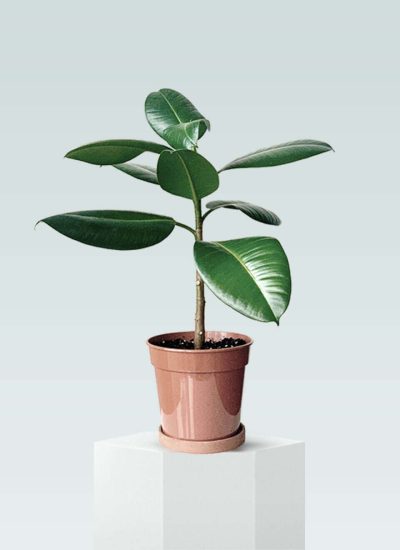 Rubber Plant