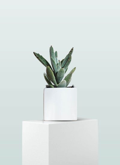 Christmas Cactus
